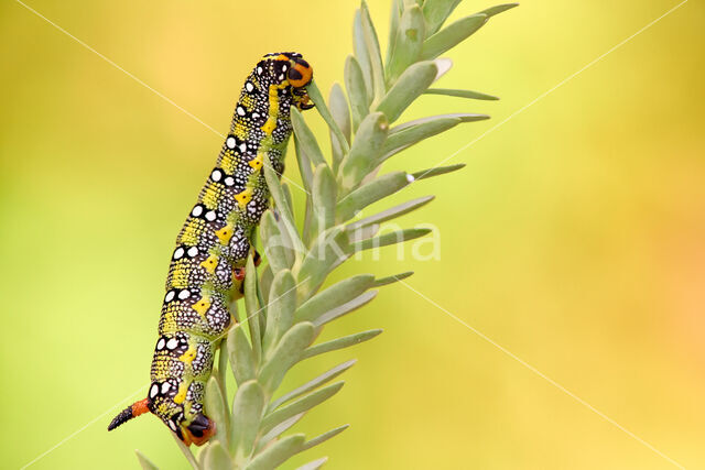 Spurge Hawk-moth (Hyles euphorbiae)