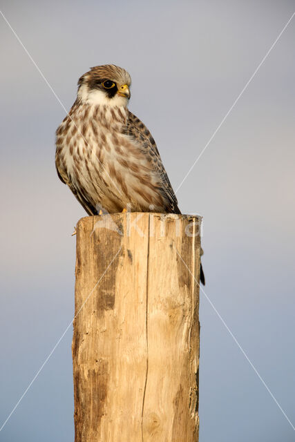 Roodpootvalk (Falco vespertinus)