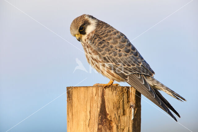 Roodpootvalk (Falco vespertinus)