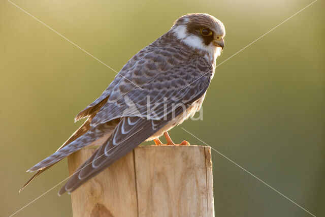 Roodpootvalk (Falco vespertinus)