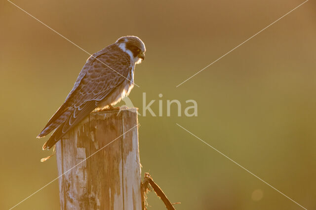 Roodpootvalk (Falco vespertinus)