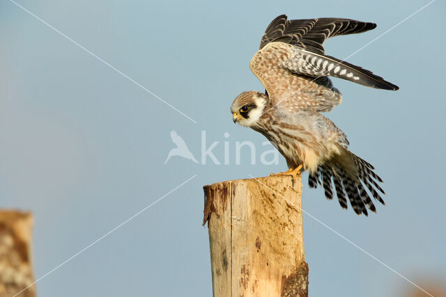 Roodpootvalk (Falco vespertinus)