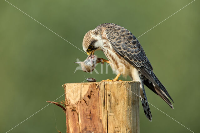 Roodpootvalk (Falco vespertinus)