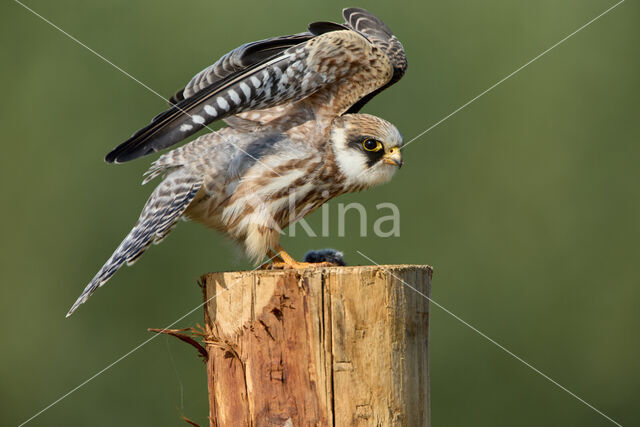 Roodpootvalk (Falco vespertinus)