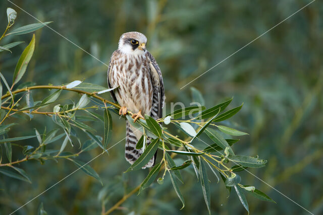 Roodpootvalk (Falco vespertinus)