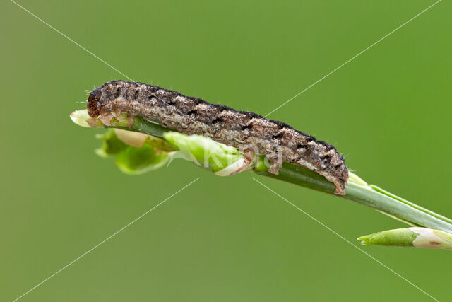 Grey Arches (Polia nebulosa)