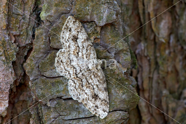 The Engrailed