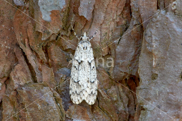 Voorjaarskortvleugelmot (Diurnea fagella)