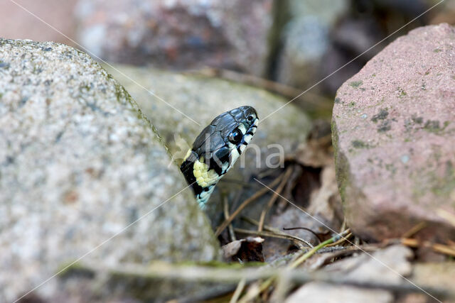 Grass Snake (Natrix natrix)