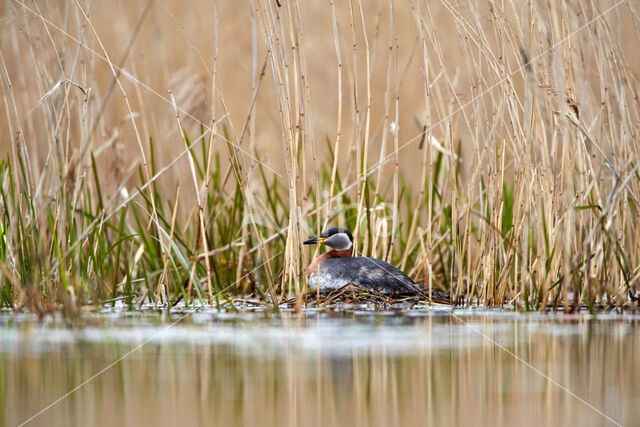 Red-necked Grebe (Podiceps grisegena)