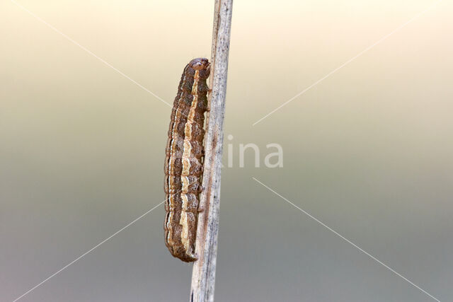 Square-spot Rustic (Xestia xanthographa)