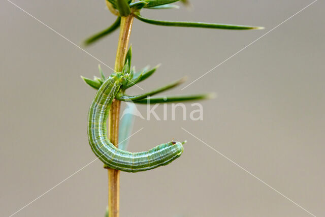 Naaldboomspanner (Thera obeliscata)