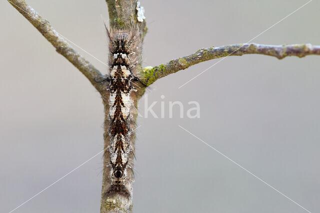 the Lappet (Gastropacha quercifolia)