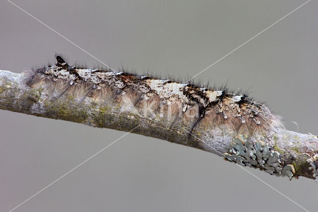 the Lappet (Gastropacha quercifolia)