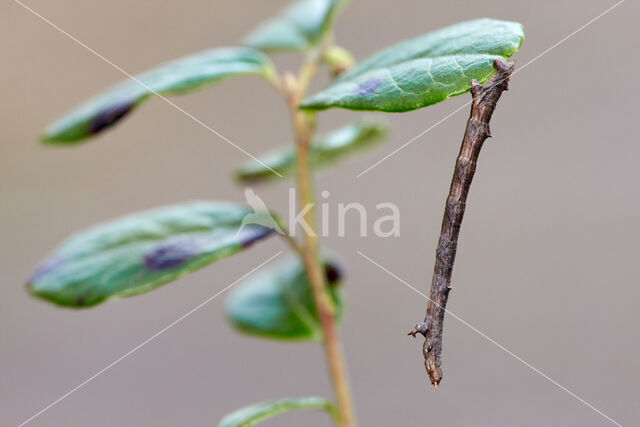 Oranje iepentakvlinder (Angerona prunaria)