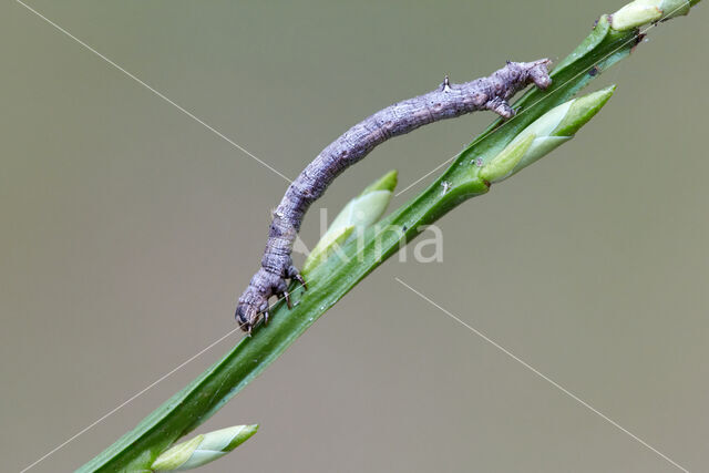 Orange Moth (Angerona prunaria)