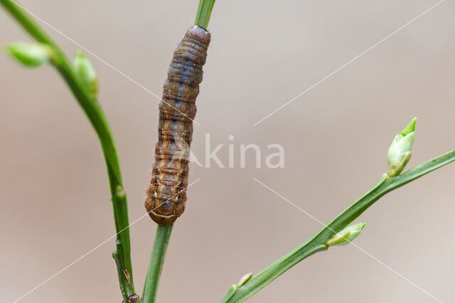 Bruine breedvleugeluil (Diarsia brunnea)