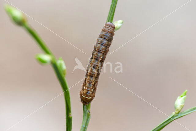 Bruine breedvleugeluil (Diarsia brunnea)