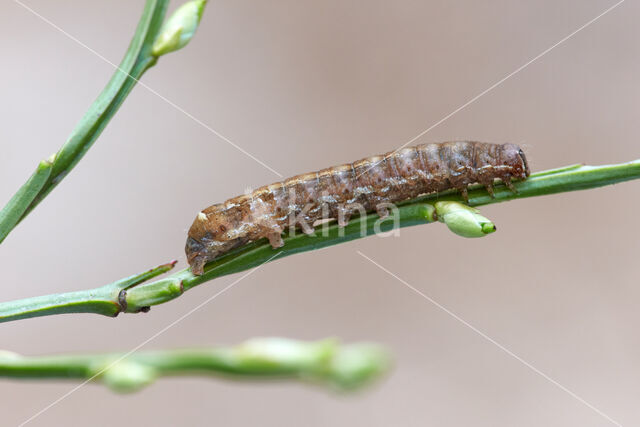 Bruine breedvleugeluil (Diarsia brunnea)