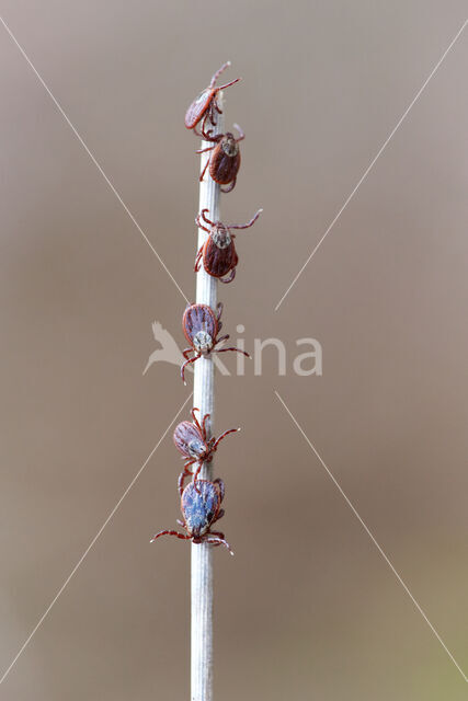 Hondenteek (Rhipicephalus sanguineus)