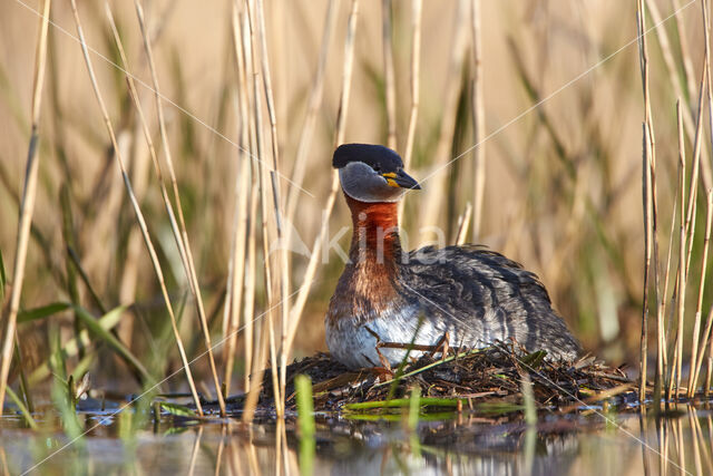 Red-necked Grebe (Podiceps grisegena)