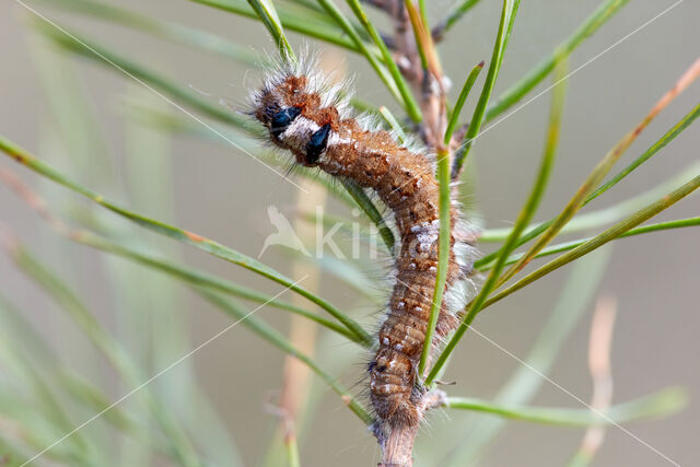 Dennenspinner (Dendrolimus pini)