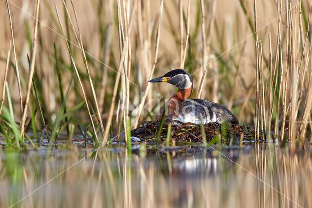 Red-necked Grebe (Podiceps grisegena)