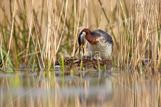 Red-necked Grebe (Podiceps grisegena)