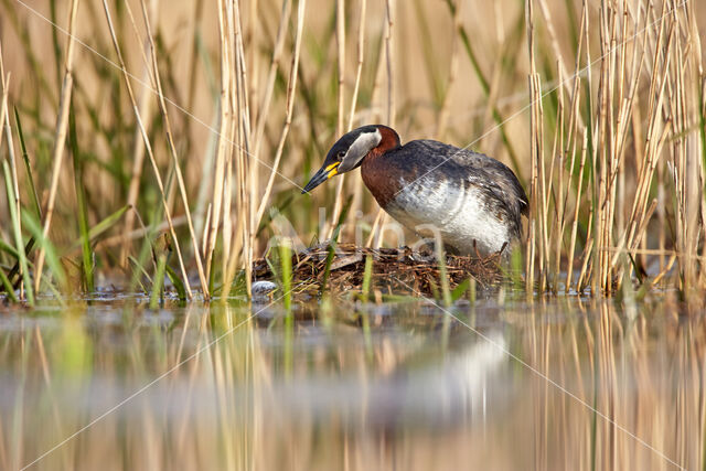 Red-necked Grebe (Podiceps grisegena)