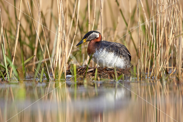 Red-necked Grebe (Podiceps grisegena)