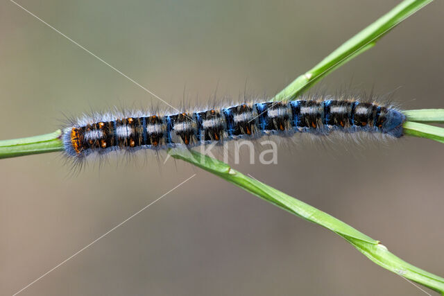 Northern Eggar (Lasiocampa quercus)