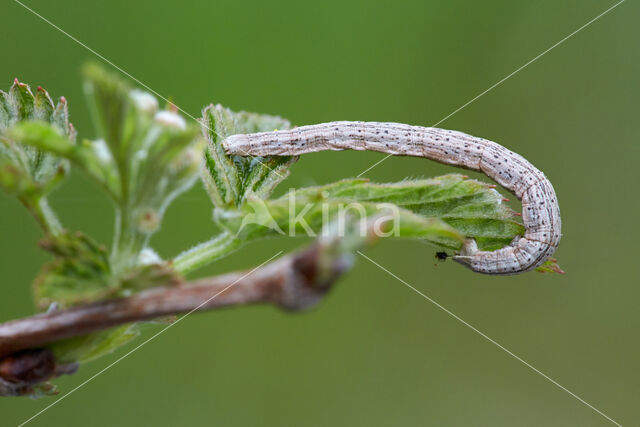 Vals witje (Siona lineata)