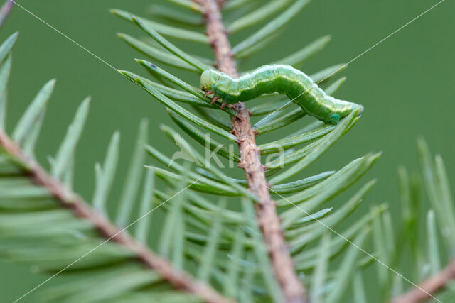 Grey Pine Carpet (Thera obeliscata)