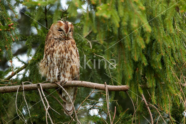 Bosuil (Strix aluco)