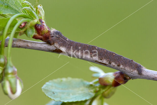 Kersenspinner (Odonestis pruni)