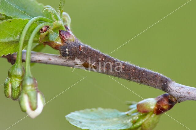 Kersenspinner (Odonestis pruni)