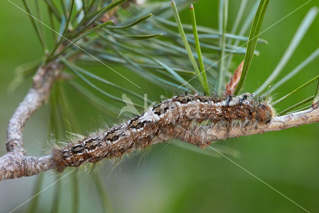 Dennenspinner (Dendrolimus pini)