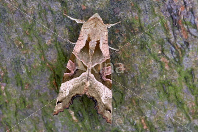 Angle Shades (Phlogophora meticulosa)