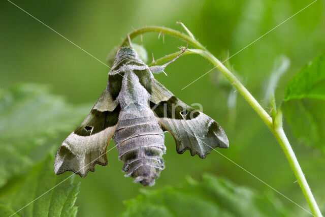 Willowherb Hawkmoth (Proserpinus proserpina)