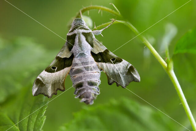 Willowherb Hawkmoth (Proserpinus proserpina)