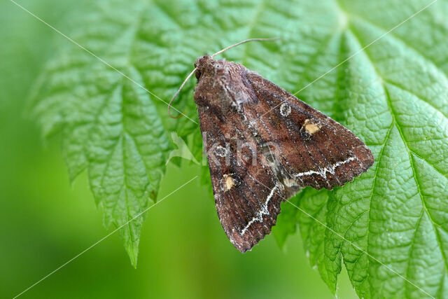 Bright-line Brown-eye (Lacanobia oleracea)