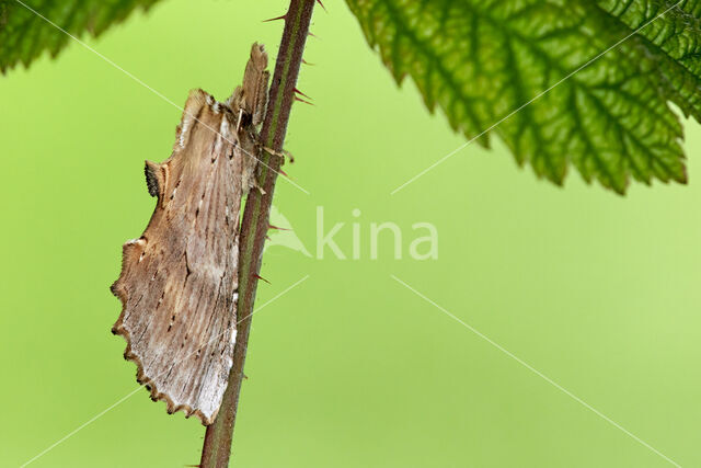 Pale Prominent (Pterostoma palpina)