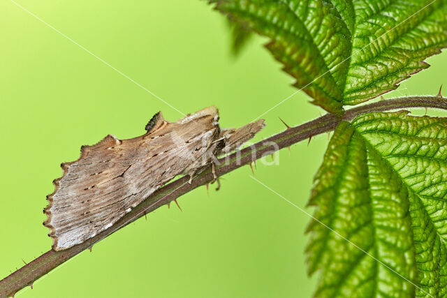 Snuitvlinder (Pterostoma palpina)