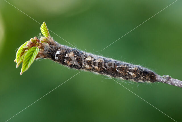 the Lappet (Gastropacha quercifolia)