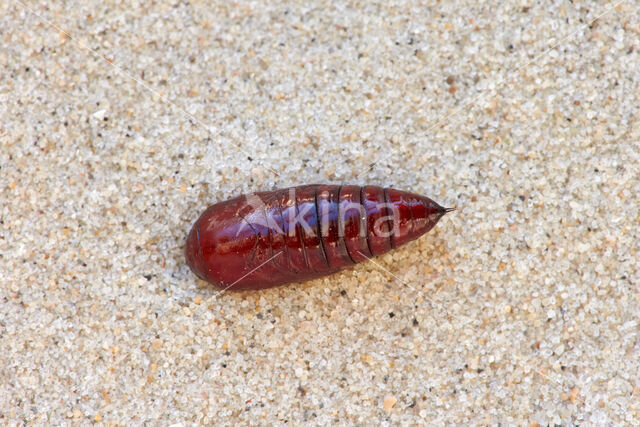 Lesser Broad-bordered Yellow Underwing (Noctua janthina)