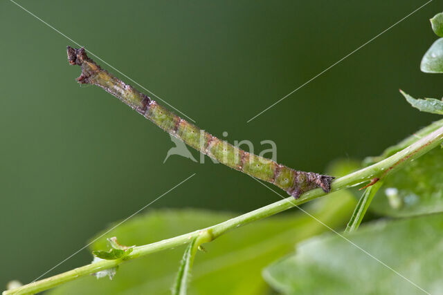 Common Emerald (Hemithea aestivaria)