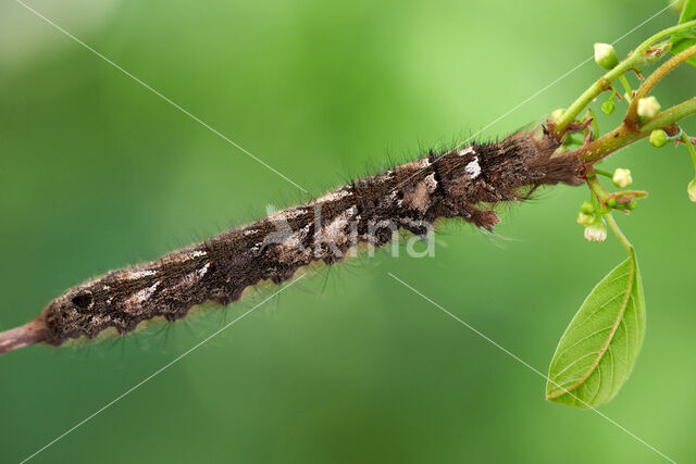 the Lappet (Gastropacha quercifolia)