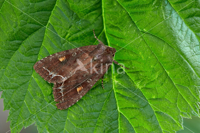 Bright-line Brown-eye (Lacanobia oleracea)