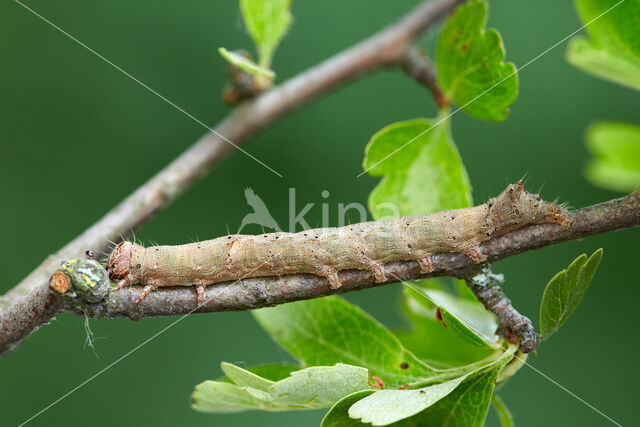 Green-brindled Crescent (Allophyes oxyacanthae)