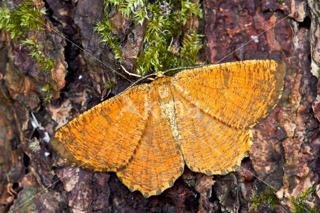 Oranje iepentakvlinder (Angerona prunaria)